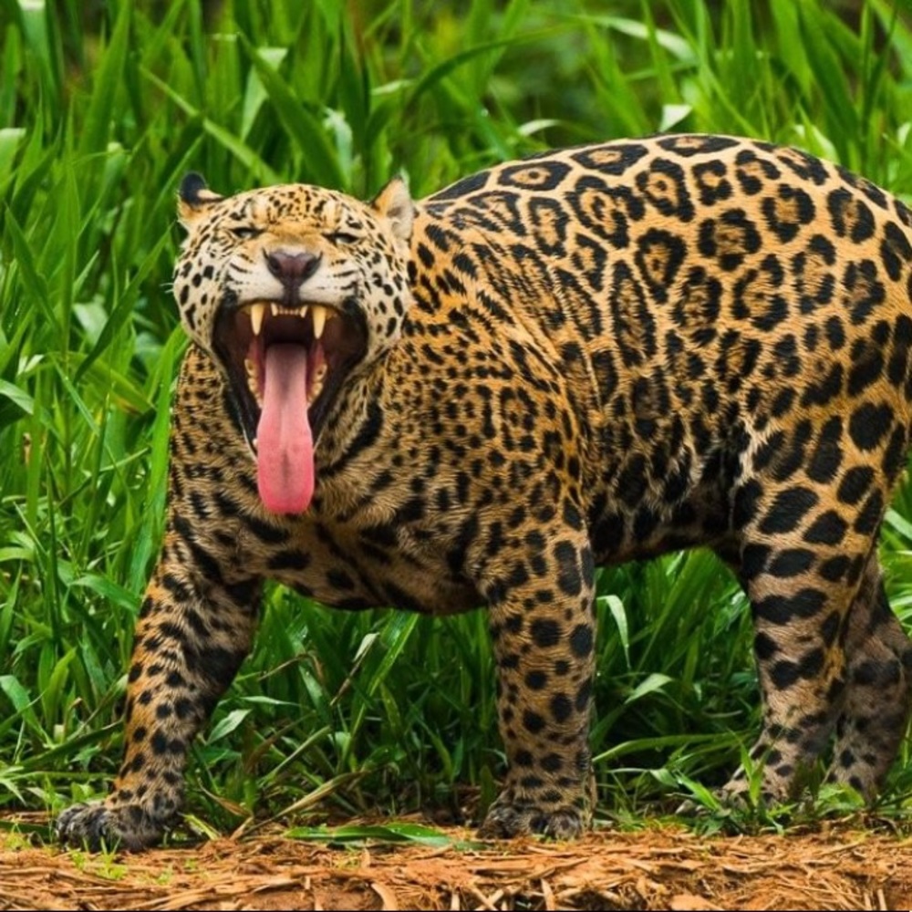 Meet your Posher, Mimi